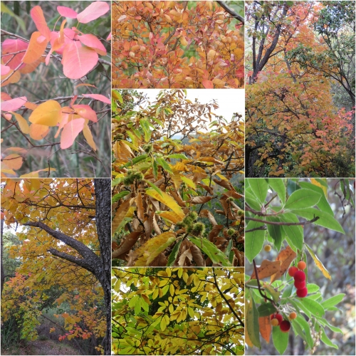 Berre-Les-Alpes, chataigniers, chênes, balades d'automne