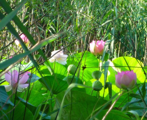mougins, lac fontmerle, lotus,